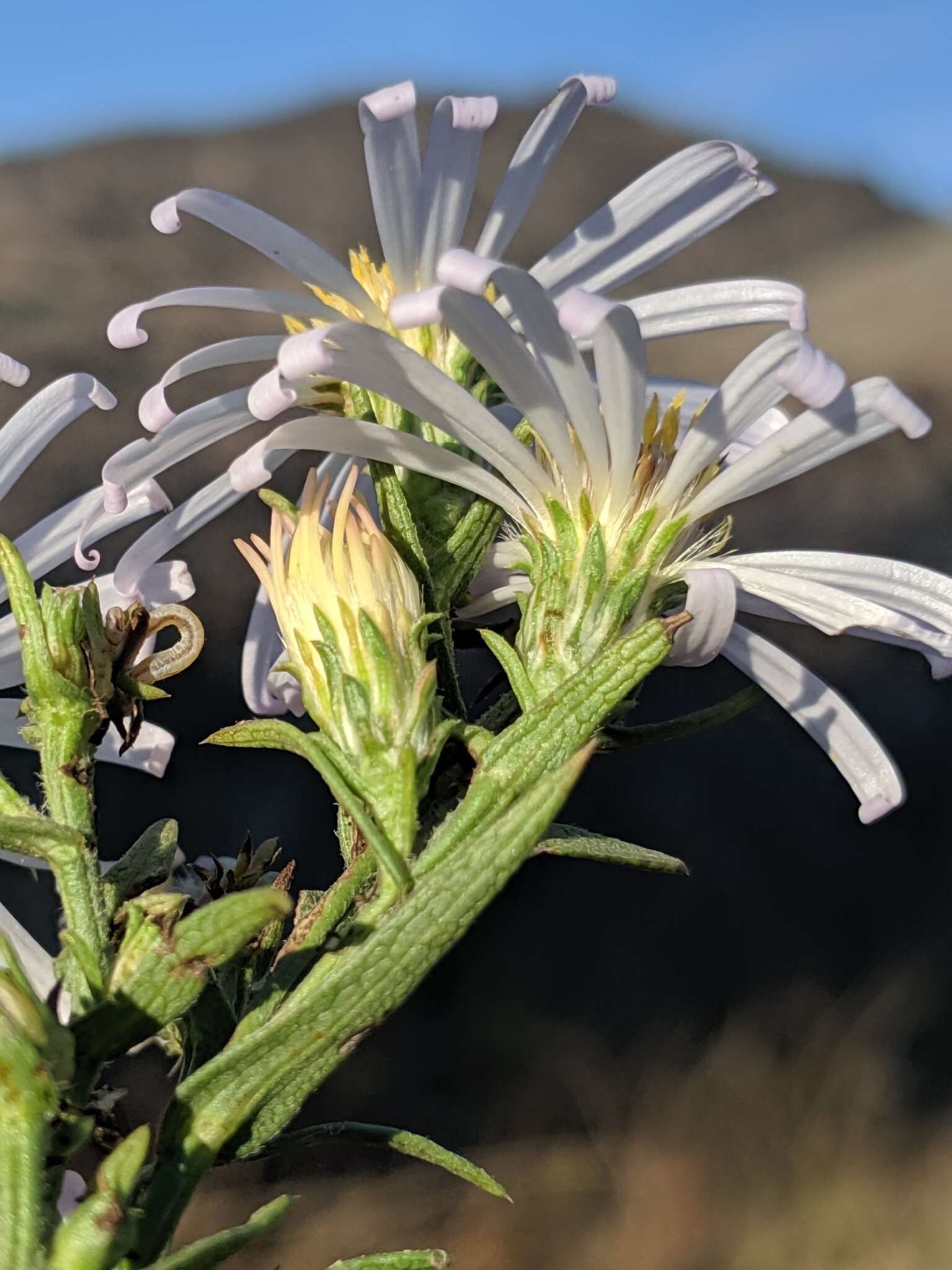 Image of Douglas aster