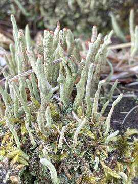 Image of Cladonia macilenta