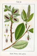 Image of Salix glabra Scop.