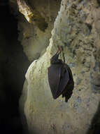 Image of Lesser Horseshoe Bat