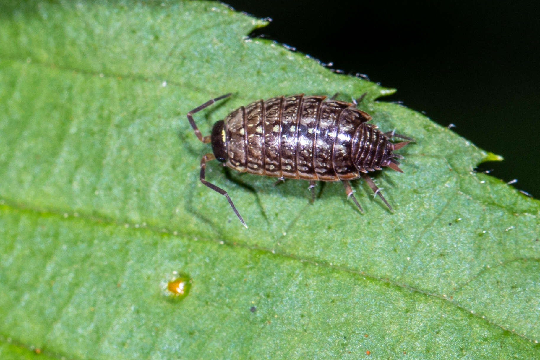 Image of Philoscia Latreille 1804