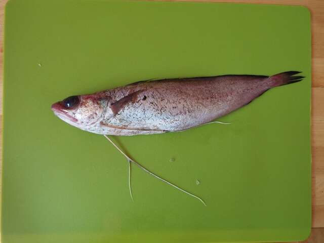 Eşek balıği resmi