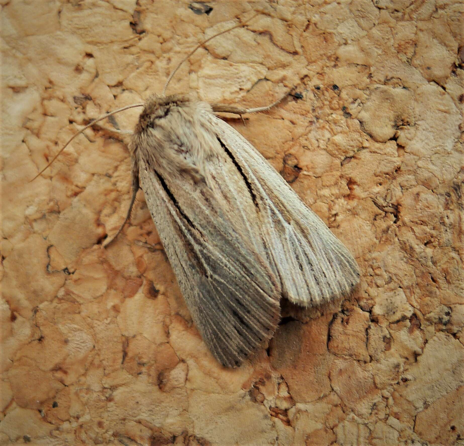 Image of shoulder-striped wainscot