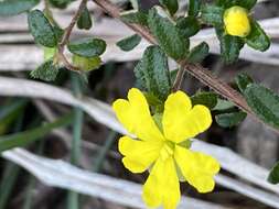 Image of Hibbertia empetrifolia (DC.) Hoogland