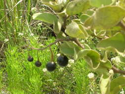 Image de Solanum nelsonii Dun.