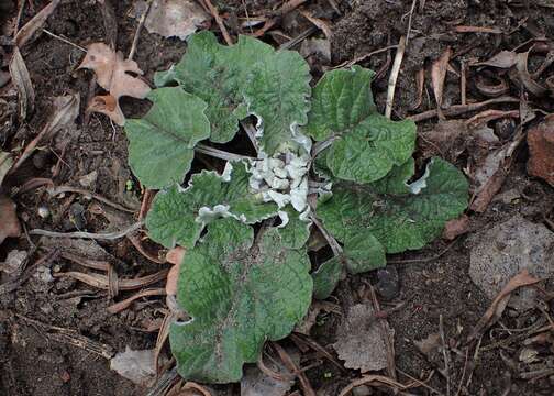 Image of woolly burdock