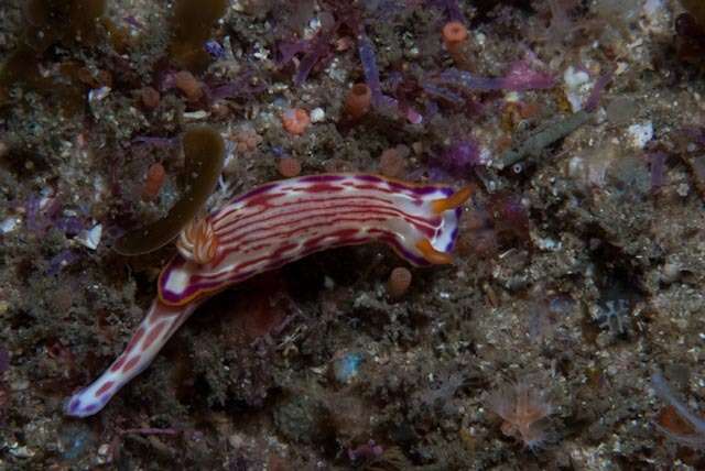 Image of Hypselodoris fucata Gosliner & R. F. Johnson 1999