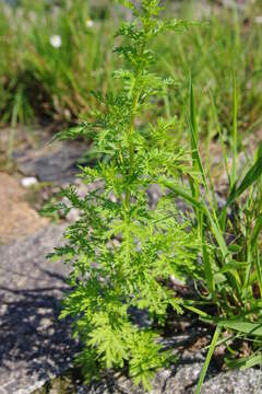 Image of sweet sagewort