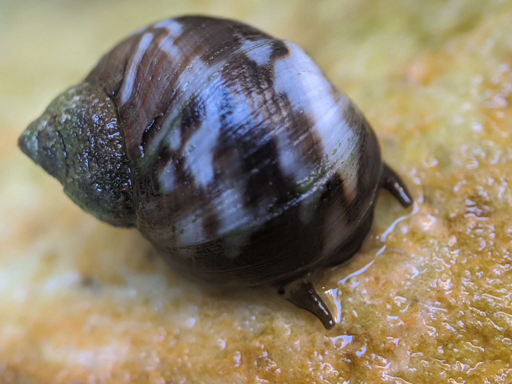 Image of eroded periwinkle