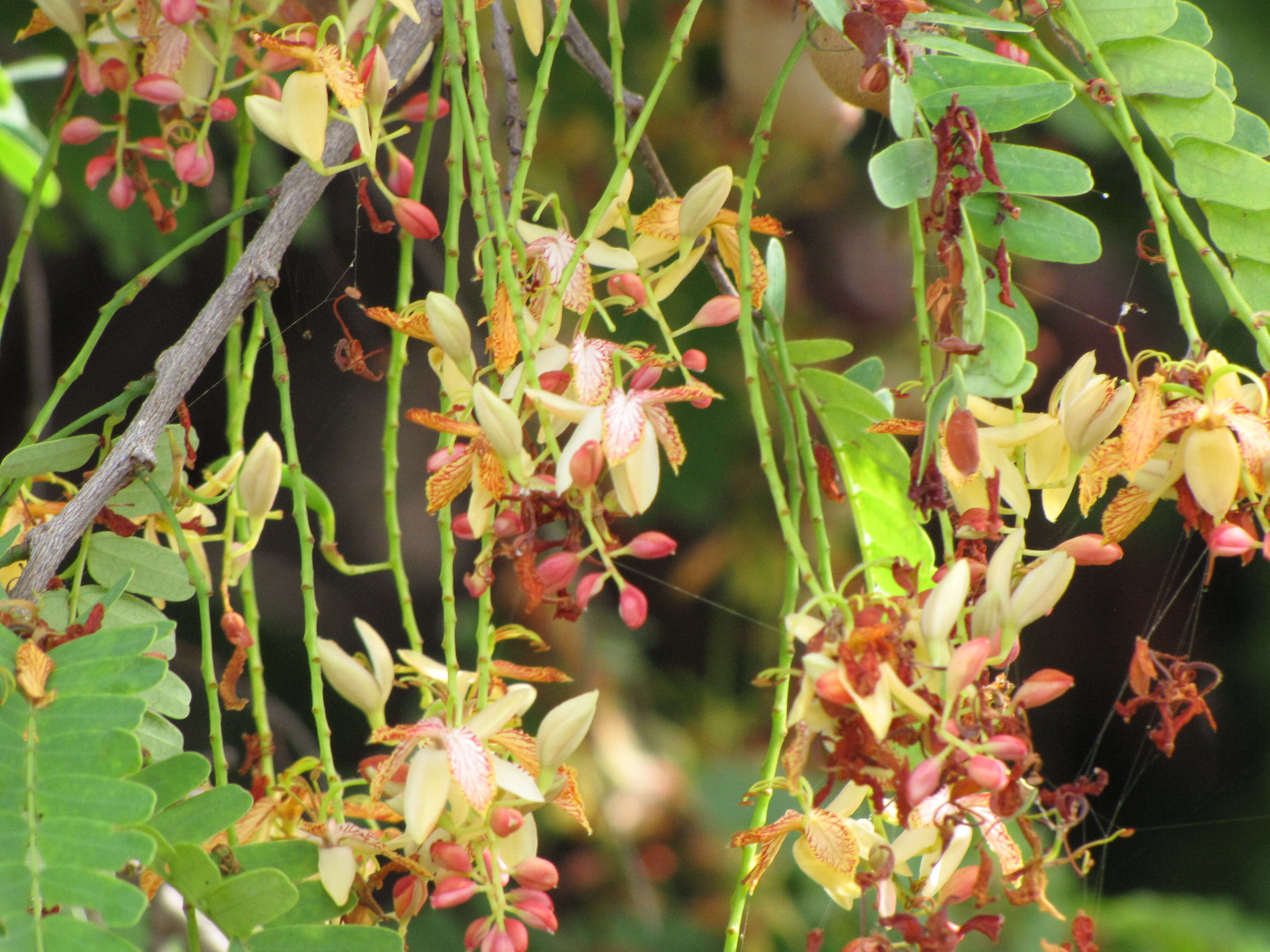 Image of tamarind