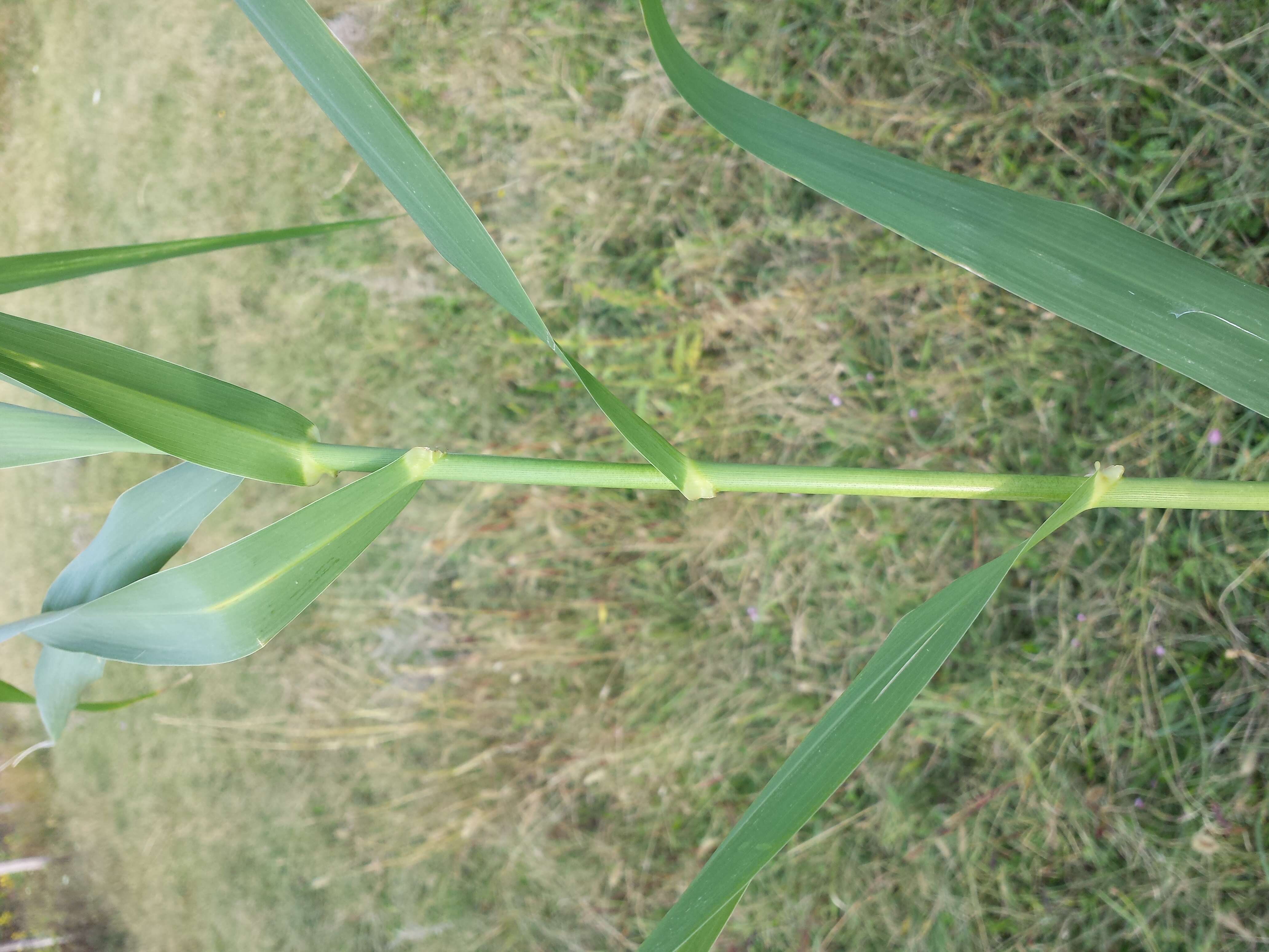 Image of giant reed