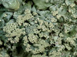 Image of Common greenshield lichen