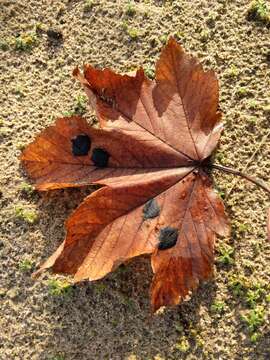 Image of European tar spot