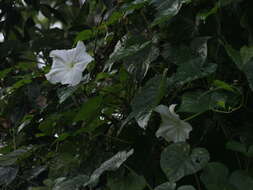 Image of Moonflower or moon vine