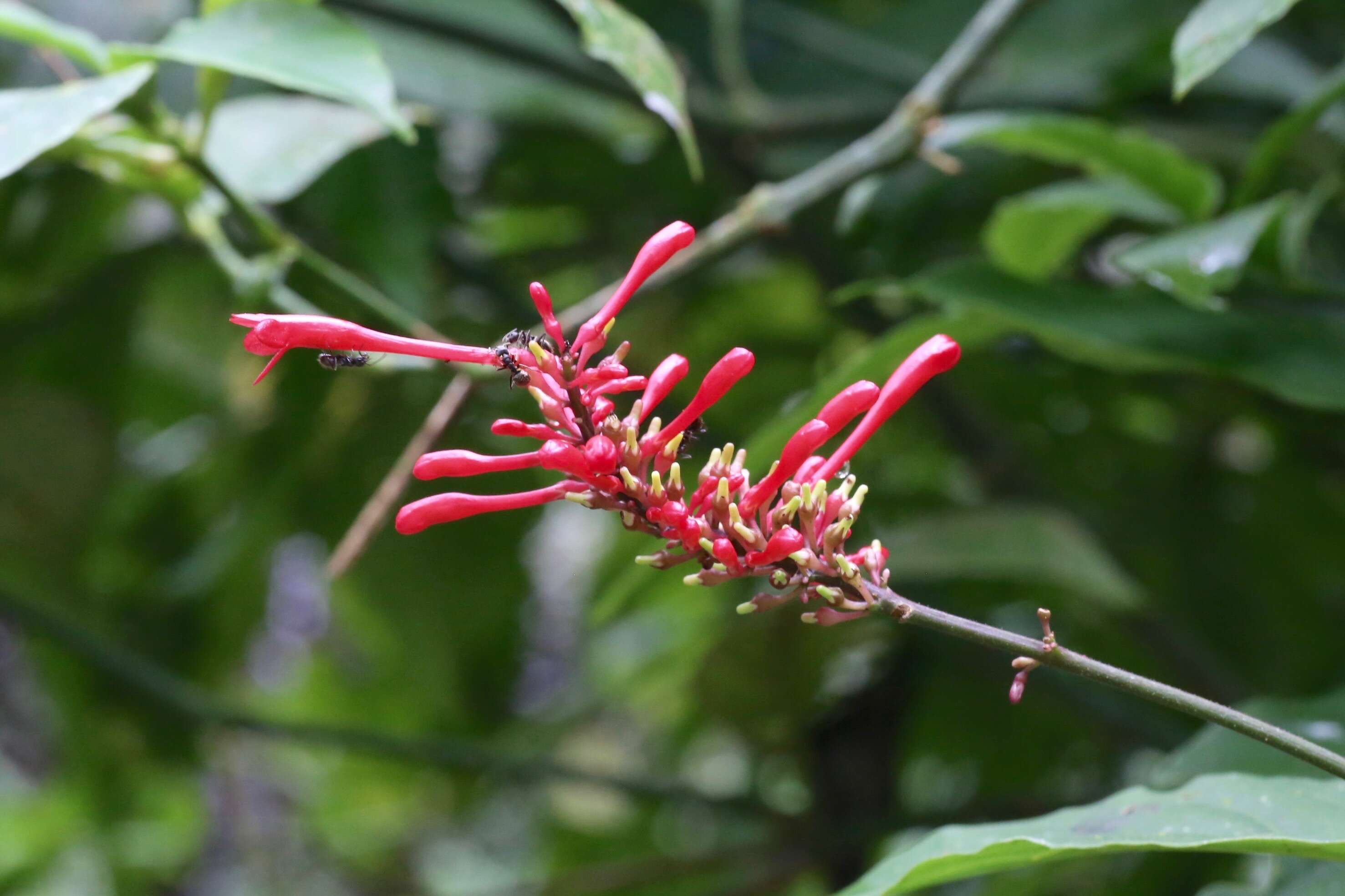 Image of Cardinal's guard flower