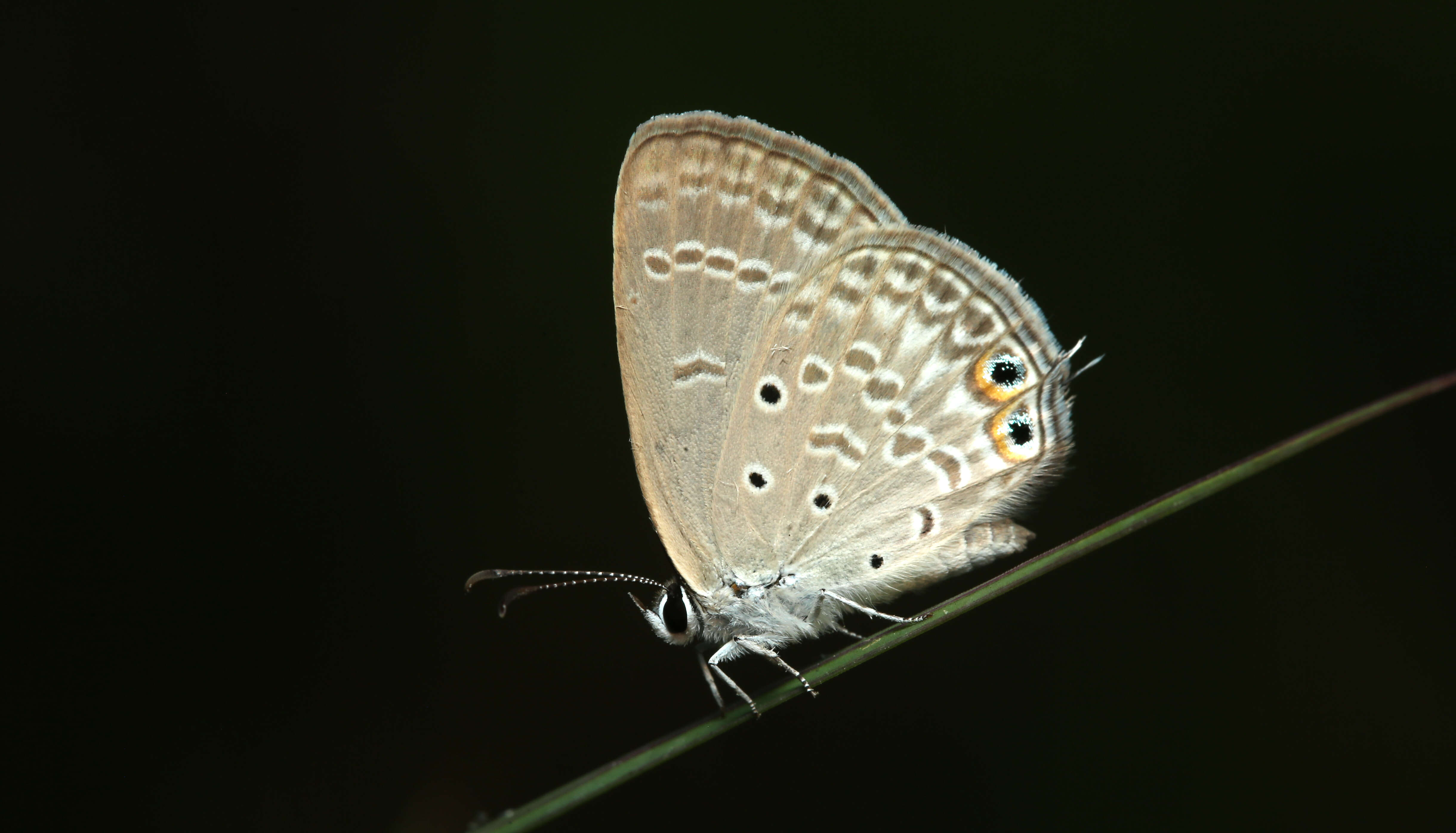 صورة Euchrysops cnejus (Fabricius 1798)