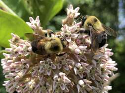 Image of Eastern Carpenter Bee