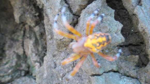 Image of Angulate & Roundshouldered Orbweaver