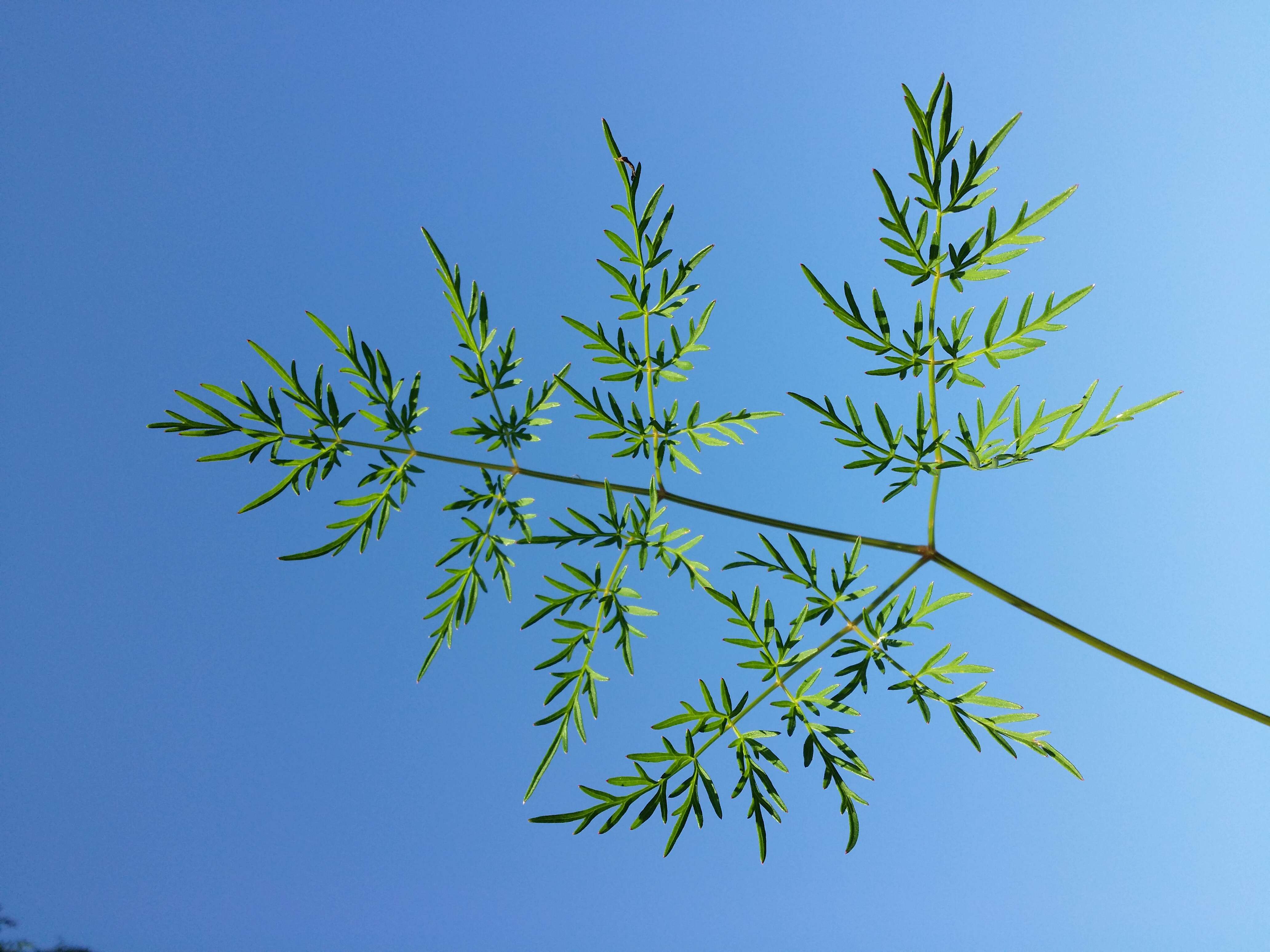 Image of Peucedanum palustre