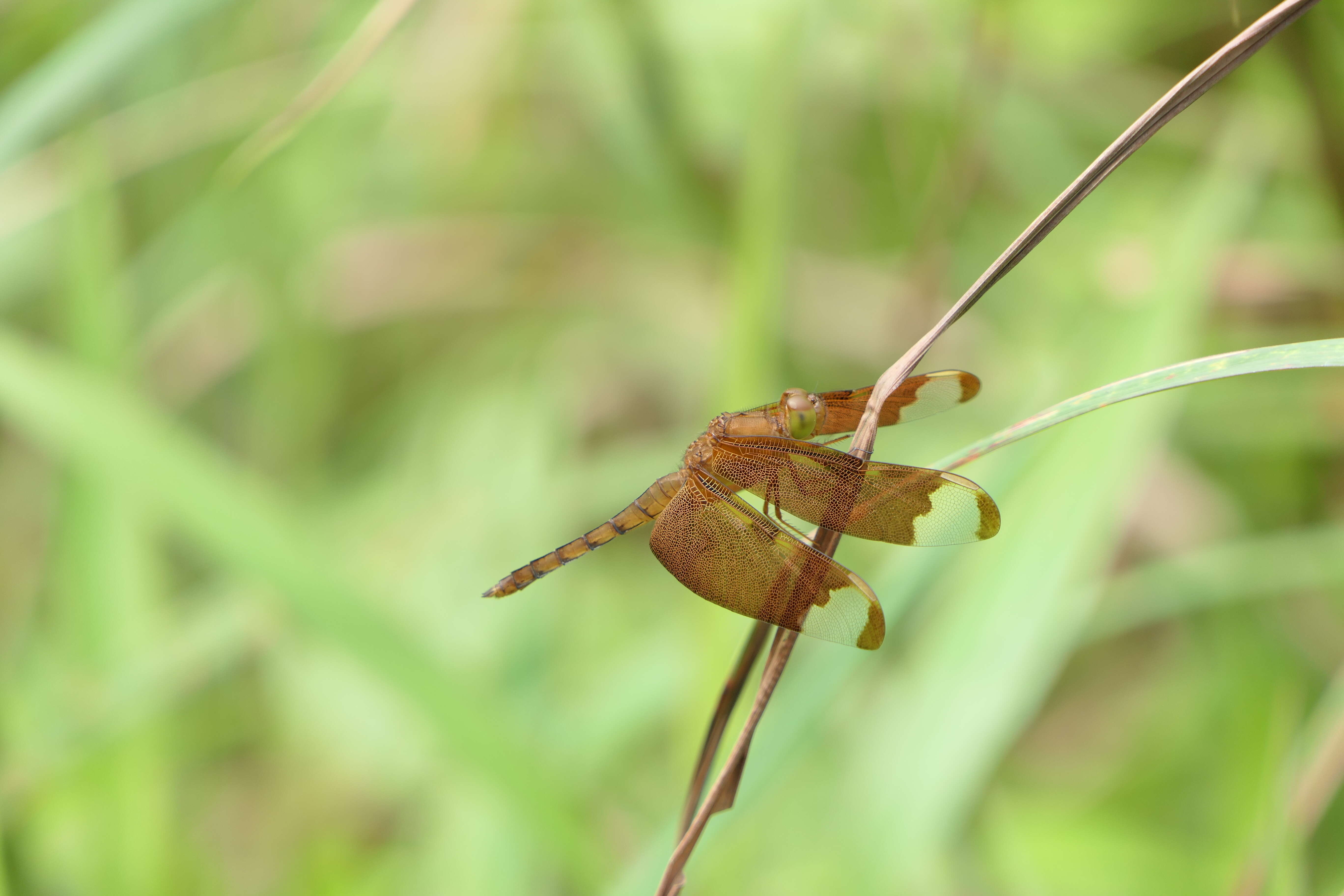 Image of Black Stream Glider