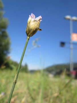 Image of Proliferous Pink