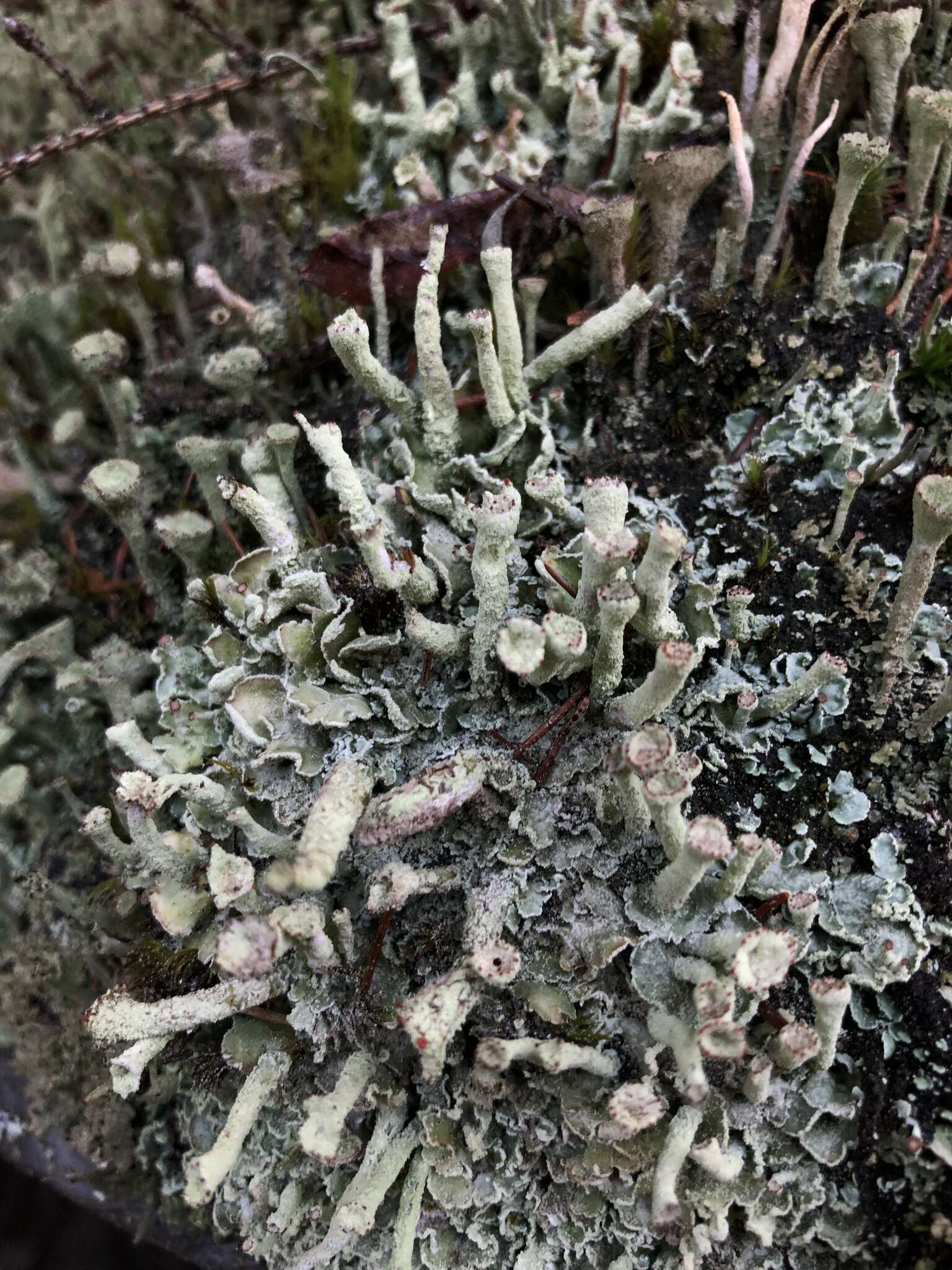 Image of cup lichen