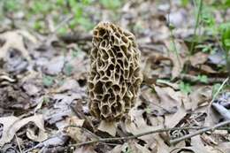 Image of Morchella americana Clowez & Matherly 2012