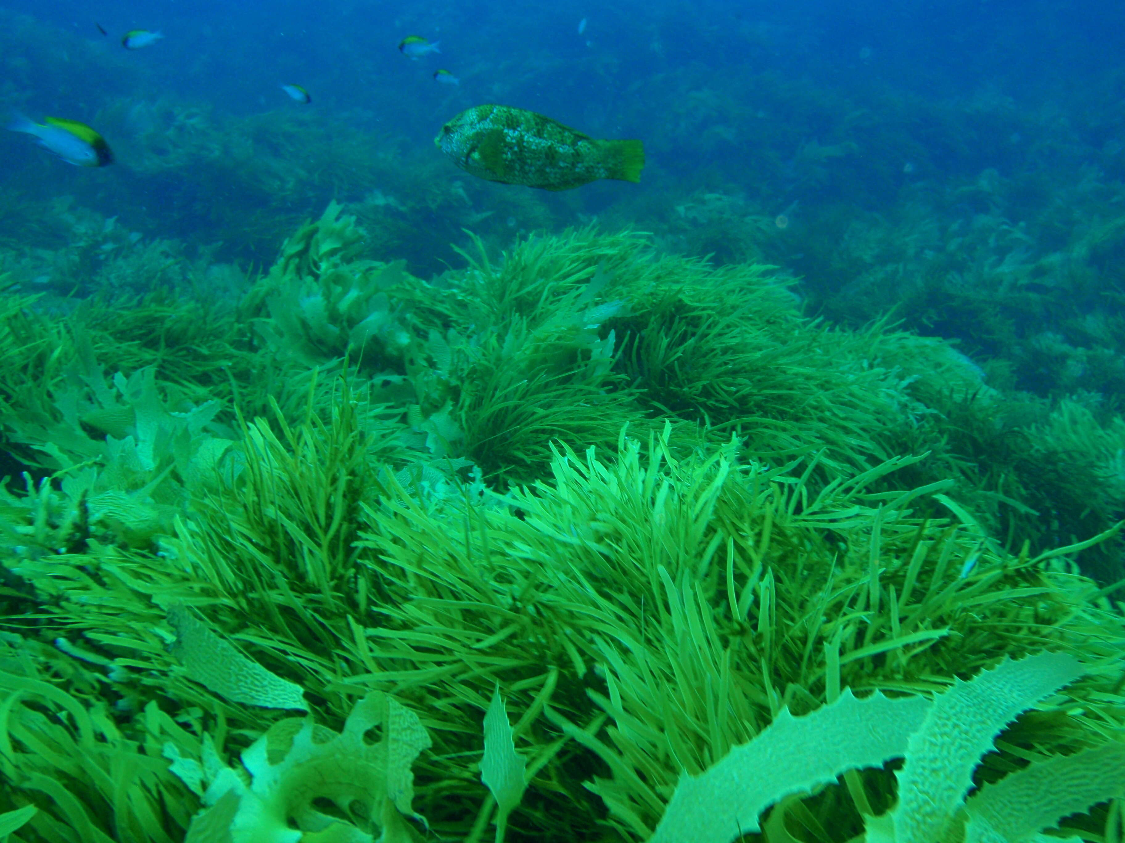 Image of Brown spotted wrasse