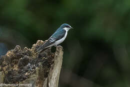 Image of Mangrove Swallow