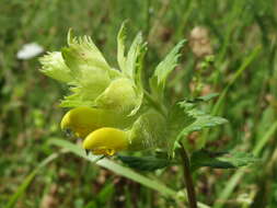 Image of European yellow rattle