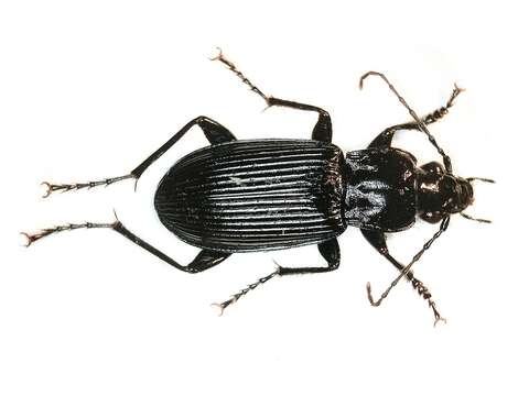 Image of Pterostichus (Platysma) niger (Schaller 1783)