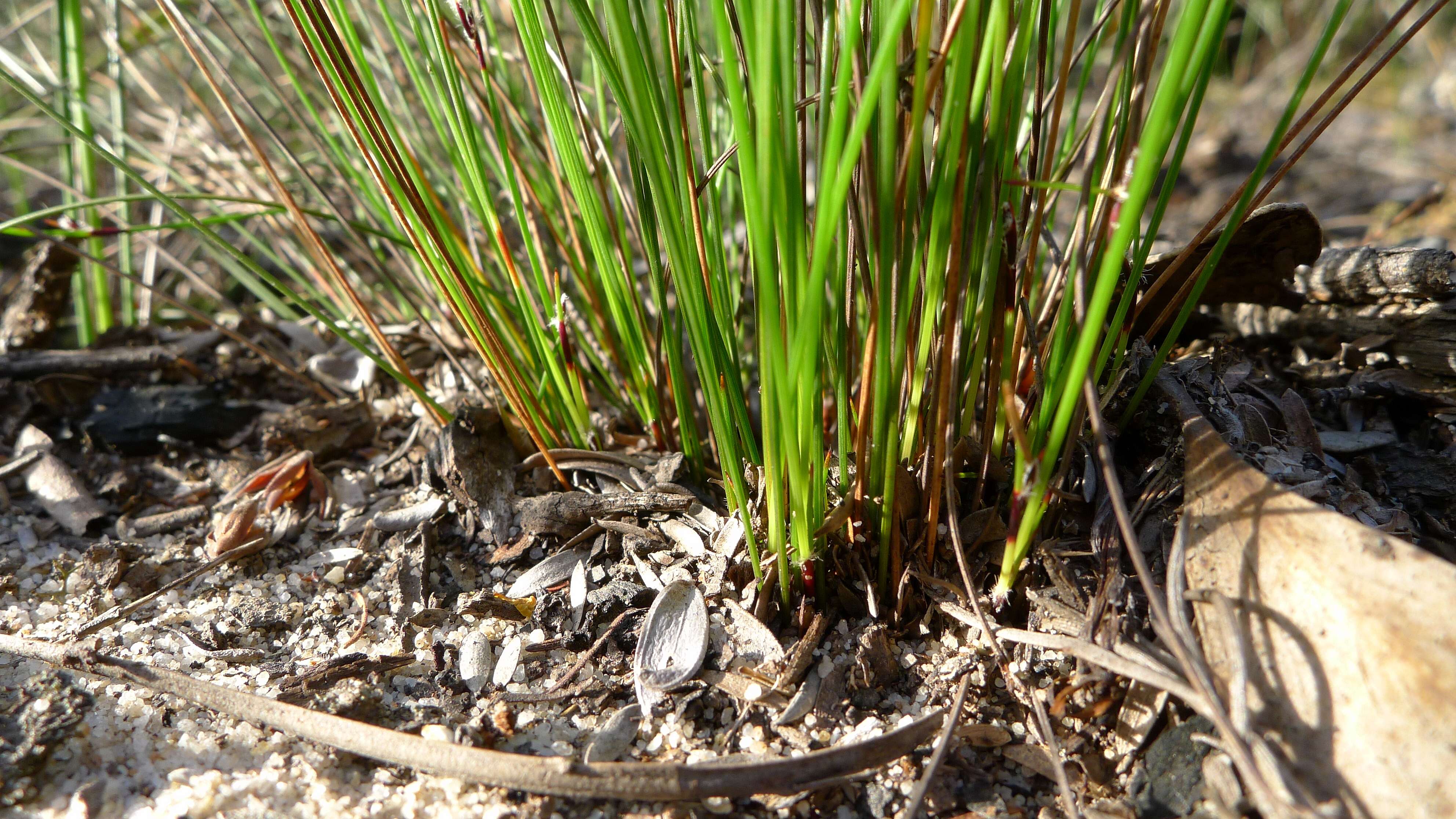 Image of Schoenus ericetorum R. Br.