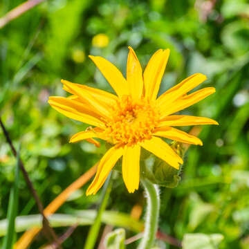 Image of mountain arnica