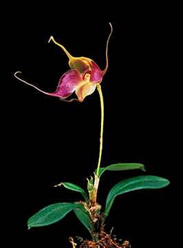 Image of cup orchid