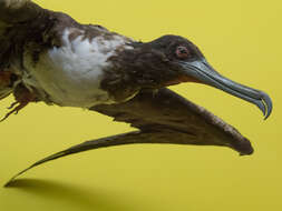 Image of Ascension Frigatebird