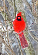 Image of Cardinalis Bonaparte 1838