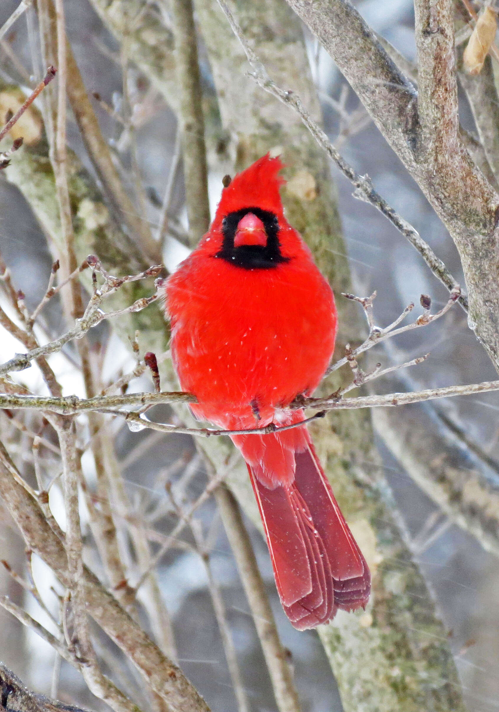 Image of Cardinalis Bonaparte 1838