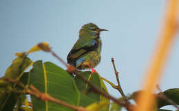 Image of Short-billed Honeycreeper