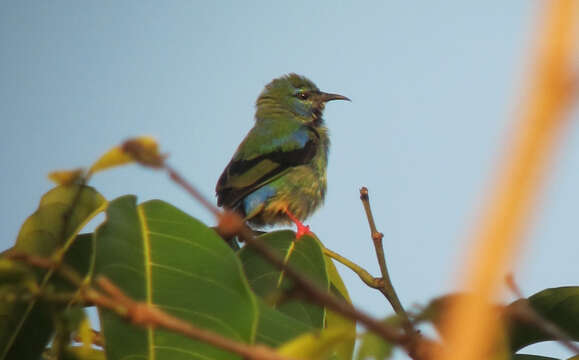 Image of Short-billed Honeycreeper