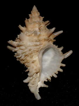Image of Babelomurex tosanus (Hirase 1908)