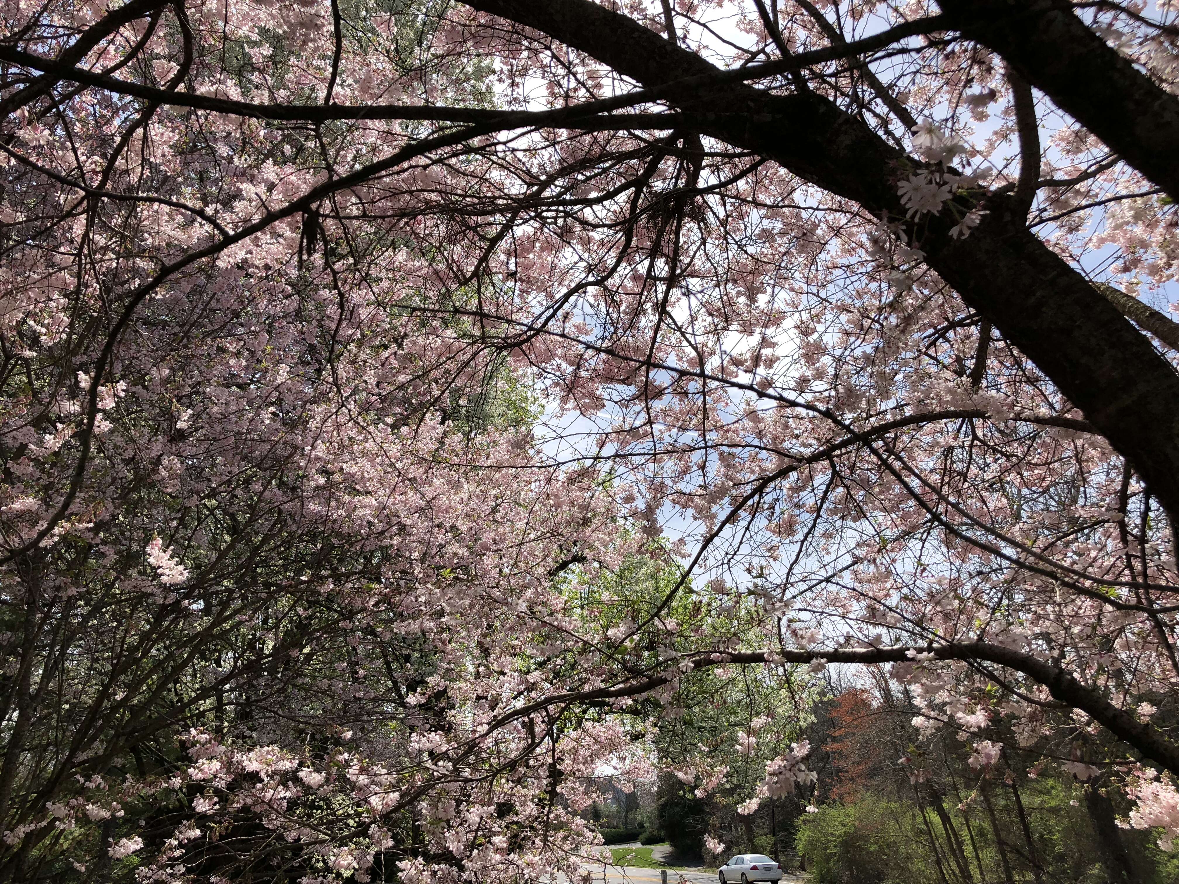 Plancia ëd Prunus subhirtella Miq.