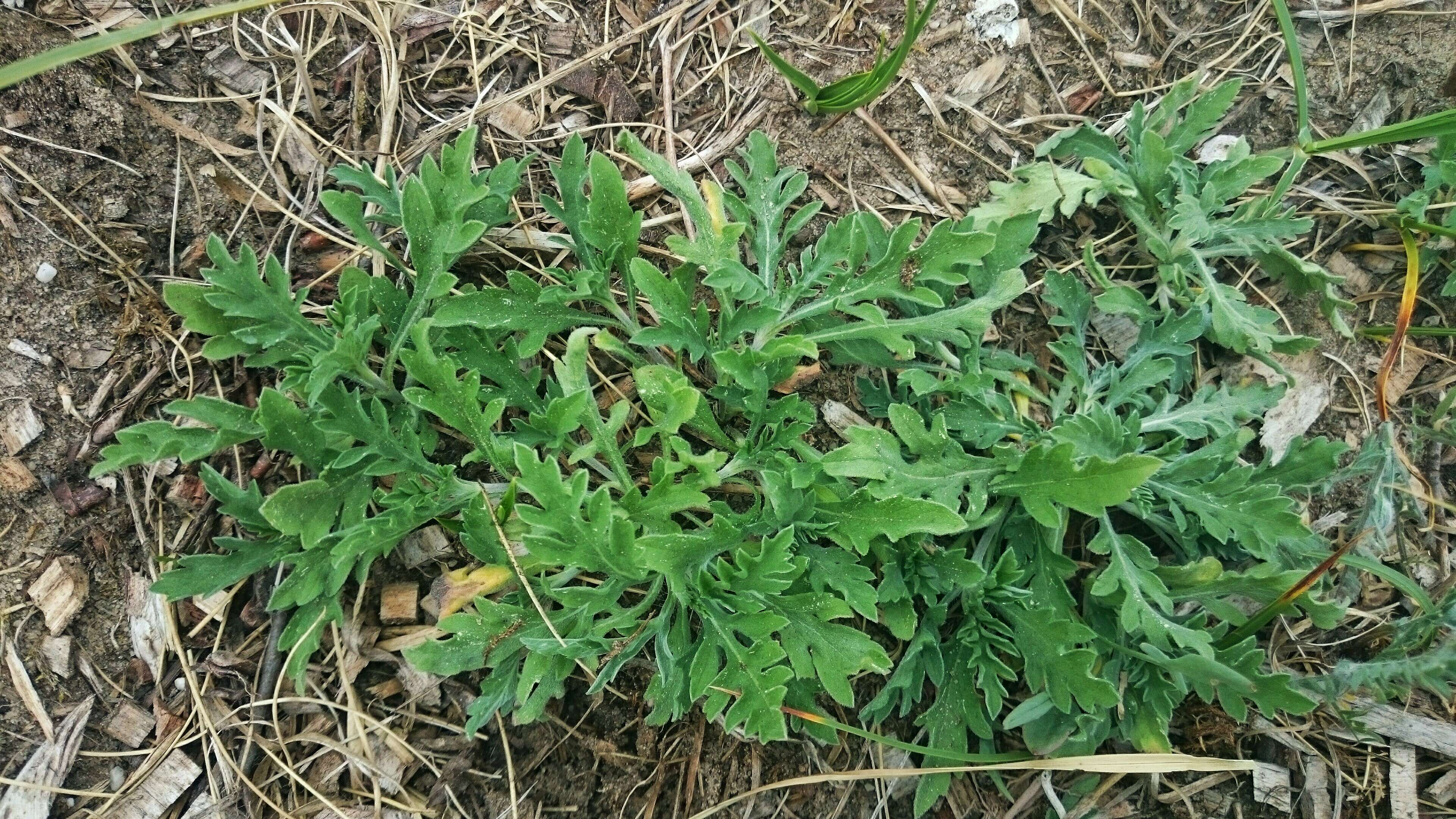 Image of Cuman ragweed