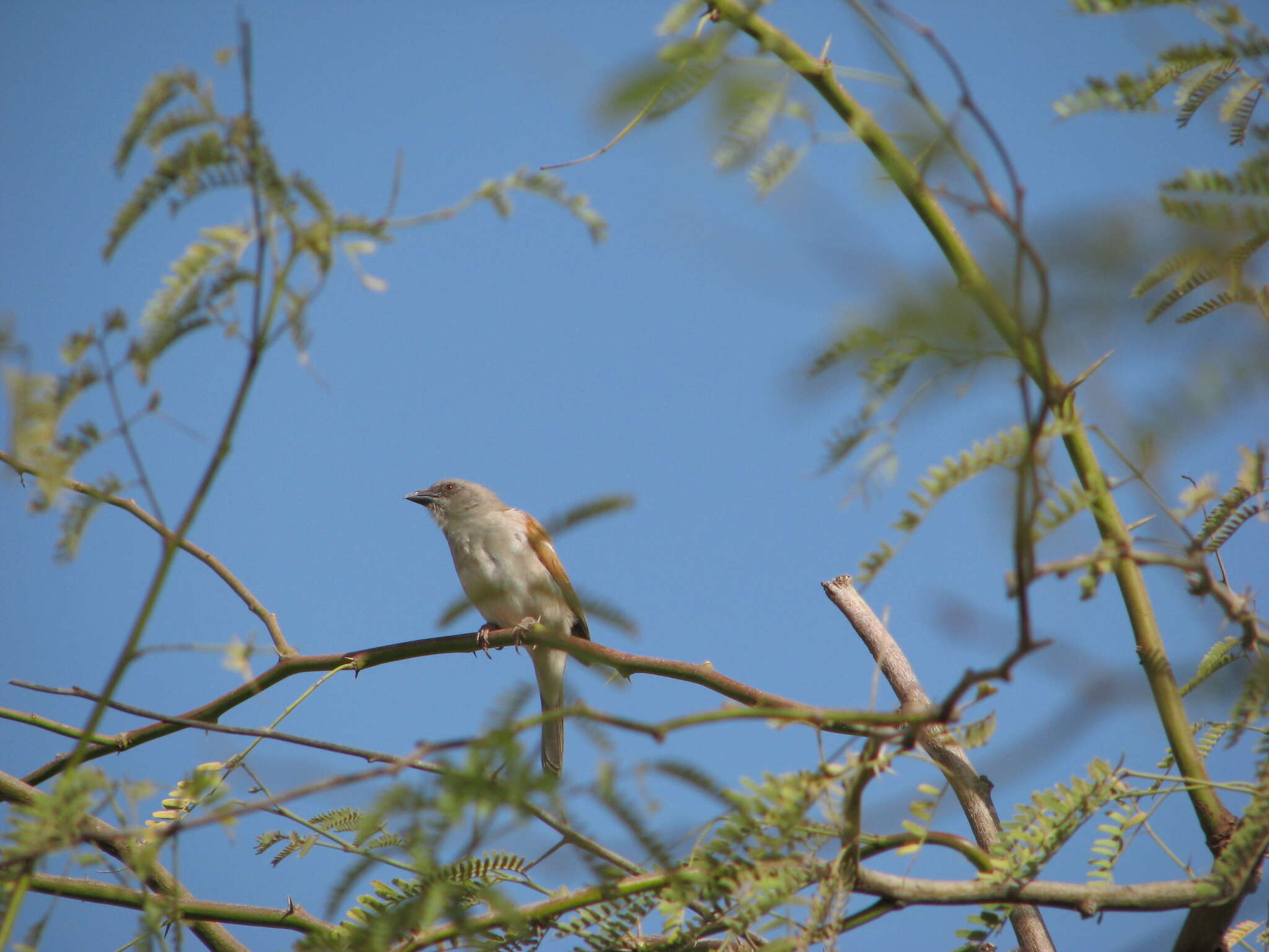 Image of Grey-headed Sparrow