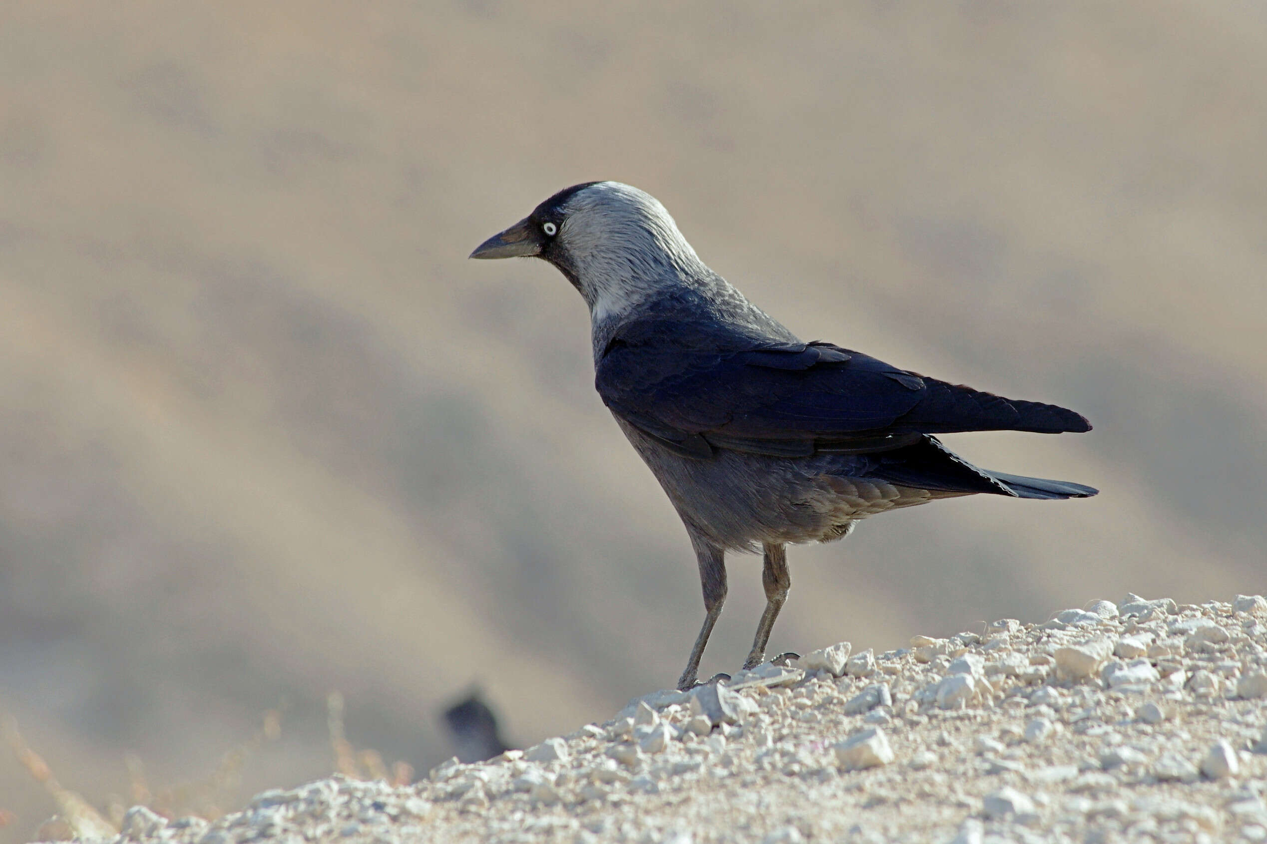 Image of Eurasian Jackdaw