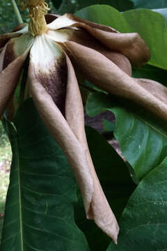 Image of Big-Leaf Magnolia