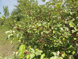 Image of autumn olive
