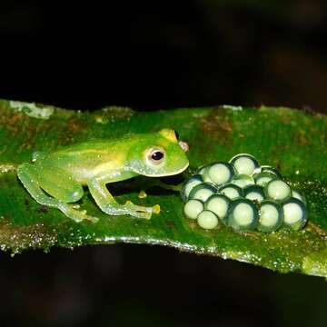 Image of Savage's cochran frog