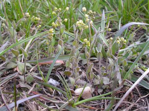 Image of woodland draba