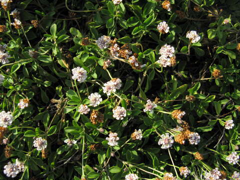 Phyla nodiflora var. minor (Gillies & Hook.) N. O'Leary & Múlgura的圖片