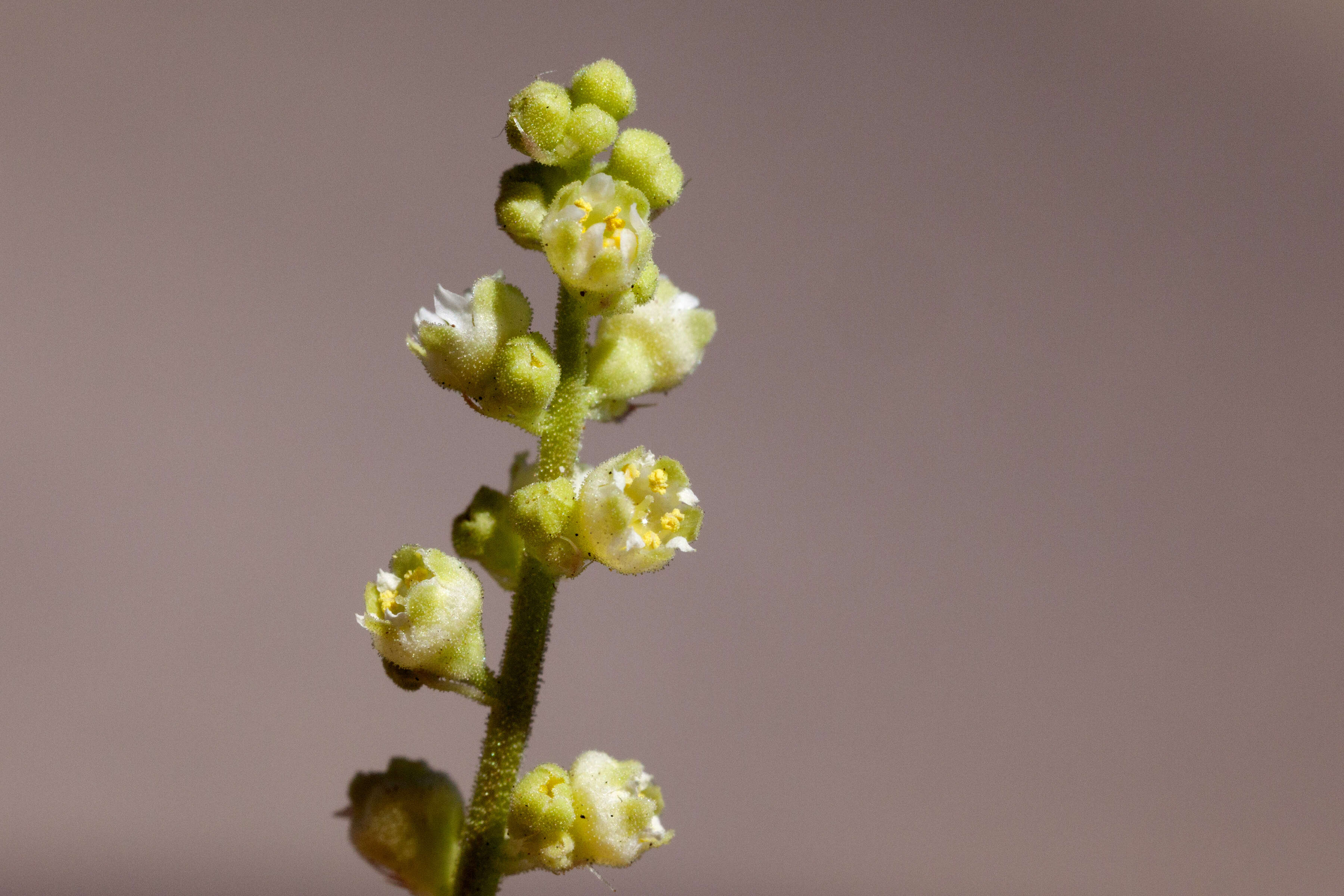 Image of alumroot